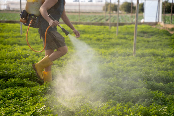 Best Ant Control Services  in Elon, NC