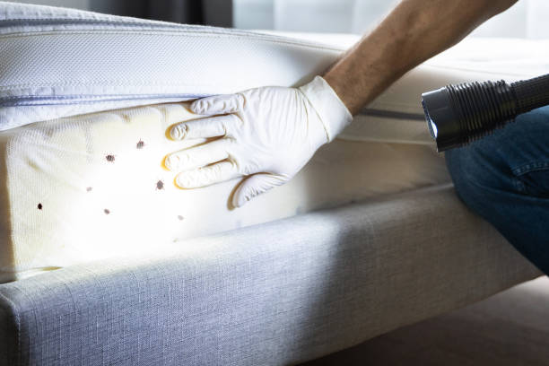 Flea Control Services in Elon, NC
