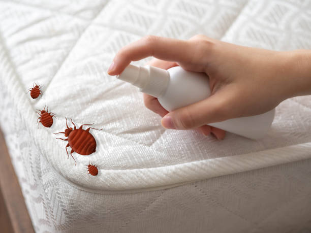 Best Flea Control Services  in Elon, NC