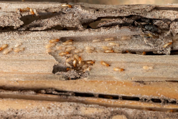 Best Local Pest Control Services  in Elon, NC