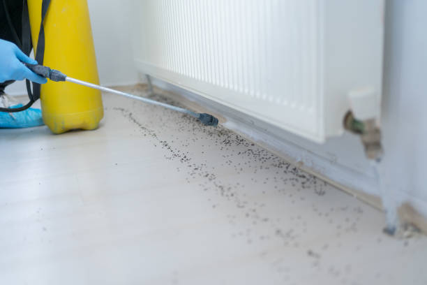 Best Pest Control for Businesses  in Elon, NC