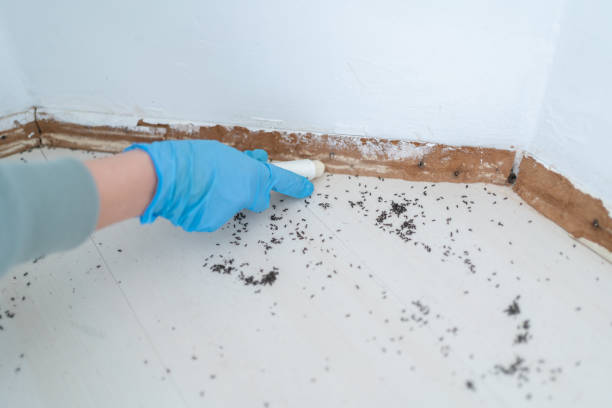 Best Insect Control  in Elon, NC