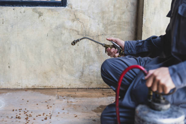 Wasp Removal Services in Elon, NC